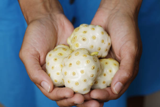 Woman's hands holding noni fruits stock photo