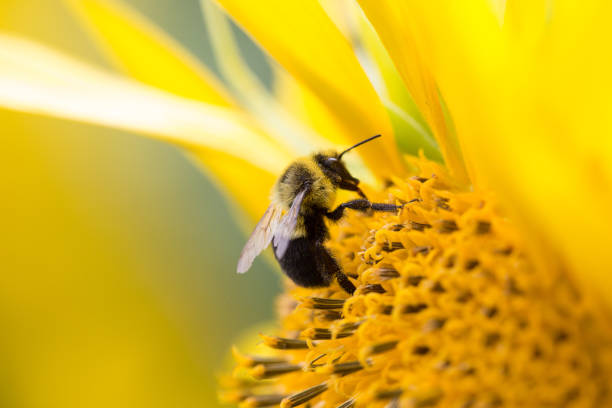 api che raccolgono polline da un girasole. - impollinazione foto e immagini stock