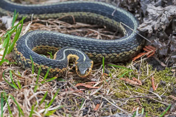 Photo of Common Garter Snake in an Agressive Pose