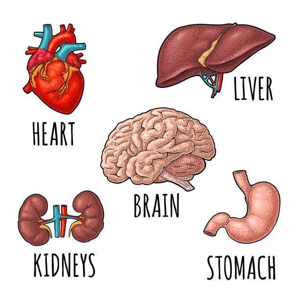 illustrations, cliparts, dessins animés et icônes de organes de l’anatomie humaine. cerveau, rein, cœur, foie, estomac. gravure de vecteur - engraved image engraving liver drawing