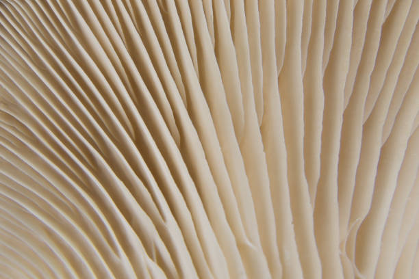 istock Extreme closeup on a king trumpet mushroom 1025001140