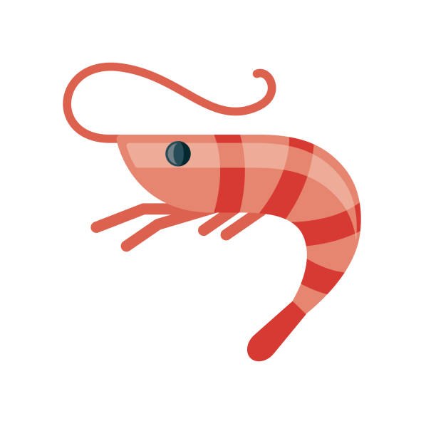 Shrimp Flat Design Meat Icon A simple flat design meat icon. File is built in the CMYK color space for optimal printing, and can easily be converted to RGB. Color swatches are global for quick and easy color changes throughout the entire set of icons. prawn animal stock illustrations