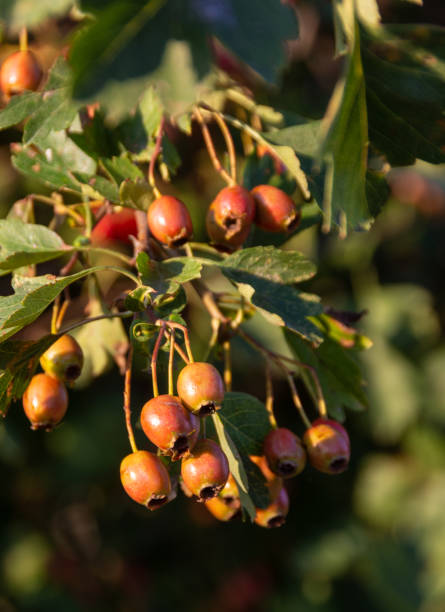 frutos do espinheiro, crataegus - pyrinae - fotografias e filmes do acervo