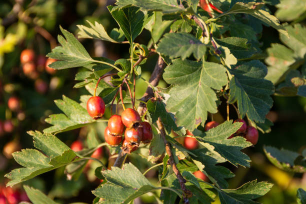 owoce głogu, crataegus - pyrinae zdjęcia i obrazy z banku zdjęć