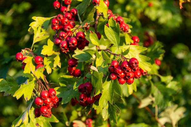 frutos do espinheiro, crataegus - pyrinae - fotografias e filmes do acervo