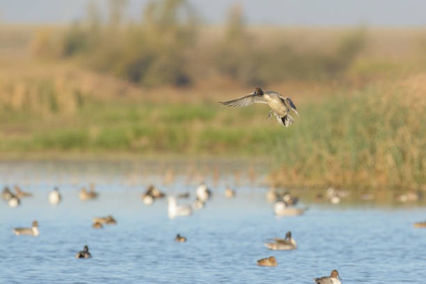 istock Drake flying above lake with ducks 1025006238