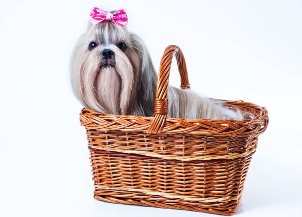 istock Cute shih tzu dog 1025006568