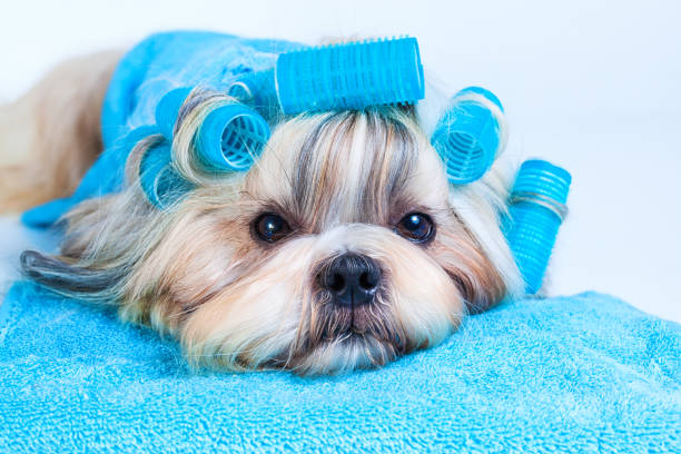 istock Shih tzu dog hair style 1025007818