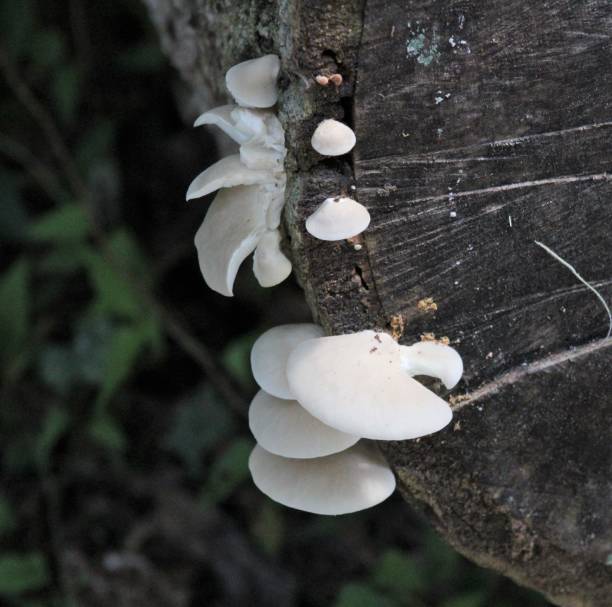 istock Bark Mushrooms in the Forrest 1025008940