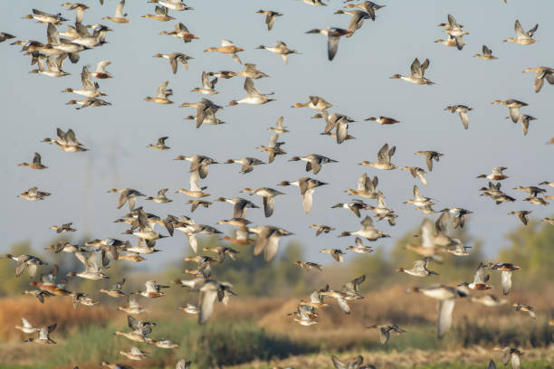 istock Huge flock of flying wild ducks 1025008996