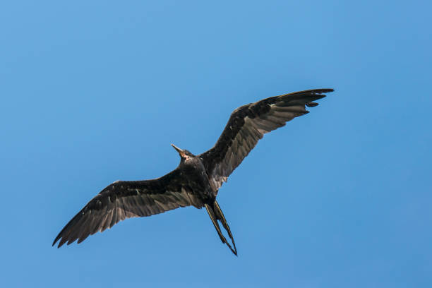 istock Magnificent frigatebird (Fregata magnificens) 1025009378
