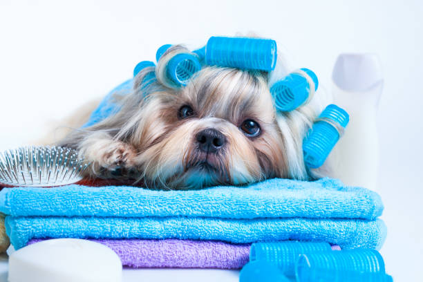 istock Shih tzu dog after washing 1025011832