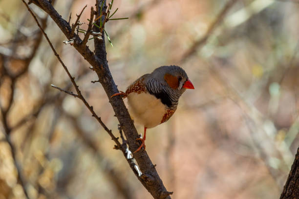 istock A single Zebra Finch stands in the shadow during a hot desert day 1025013976