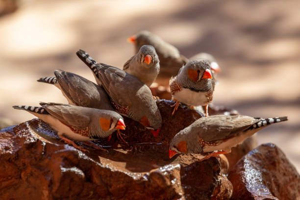 A large flock of Zebra Finch drink from a small rocky waterhole Endemic to the central arid desert region of Australia, Zebra finches flock in large numbers in scrubby bush areas. They are distinctive with their striped plumage and bright red beaks zebra finch stock pictures, royalty-free photos & images