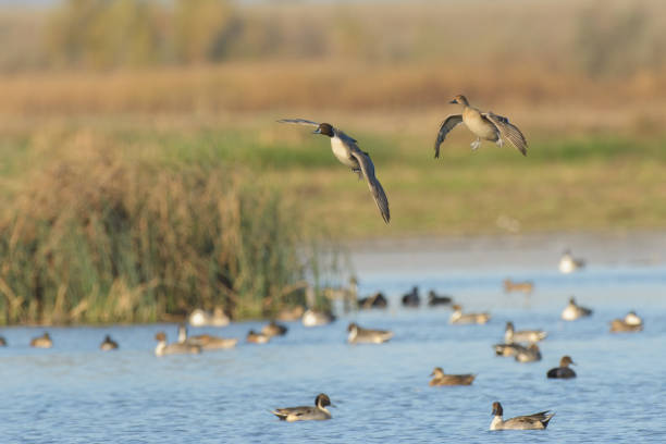 istock Wild flying ducks in air above lake 1025014244