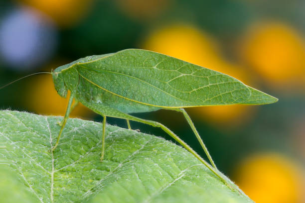 Katydid (Leaf Bug) on Grape Leaf Tettigoniidae Katydid Bush Cricket resting on grape leaf with marigolds and moss roses in background katydid on a leaf stock pictures, royalty-free photos & images