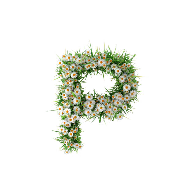 오렌지 데이지 편지 p - flower letter p alphabet alphabetical order 뉴스 사진 이미지