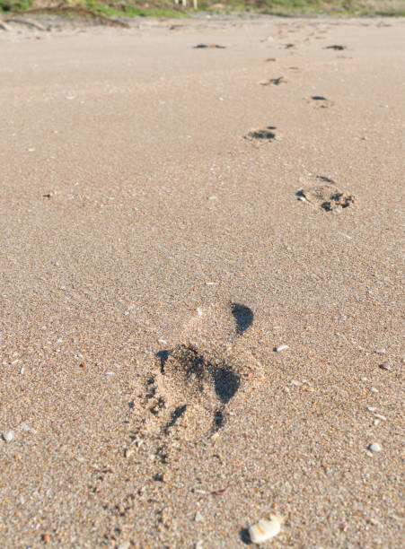 istock Footprints in golden sand 1025023674