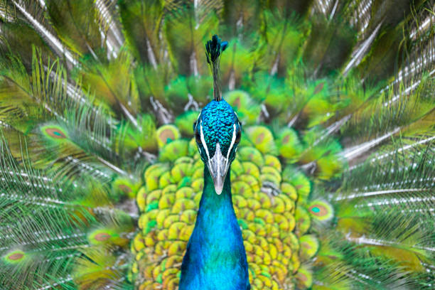 крупным планом красивый павлин, peafowl, фон с копией пространства - close up peacock animal head bird стоковые фото и изображения