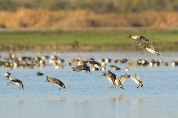 istock Dwelling wild ducks in remote lake 1025025306