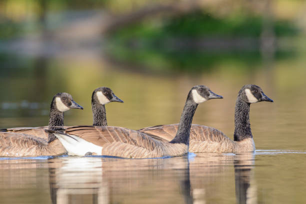 istock Canada geese swimming in pond 1025025662