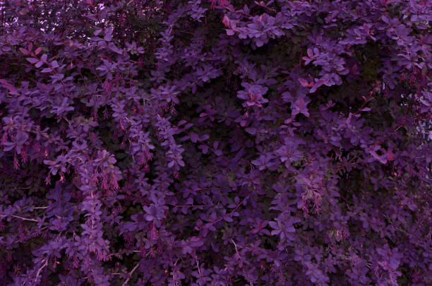 istock Background of purple bright small leaves 1025033676