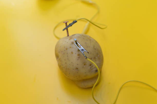 Potato battery STEM activity with potatoes, lemons, alligator clips, zinc and copper nails. stock photo