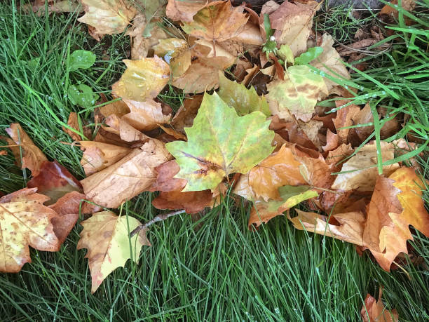 istock Fall Leaves on a Dew Covered Grassy Field 1025044616