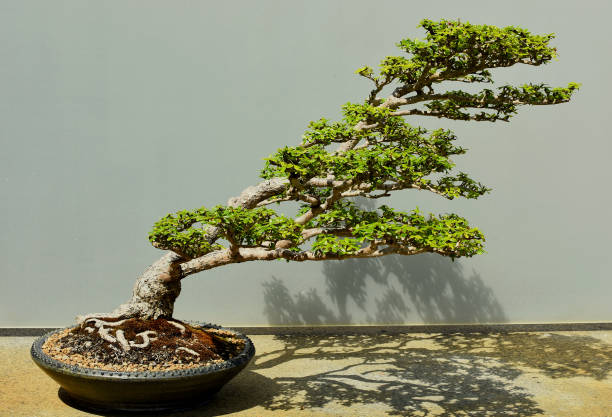 istock Bonsai Tree, Black Olive, 60 years old 1025047574
