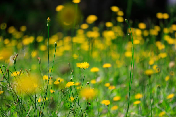 istock Dandelion blossoming in  morning sunlight 1025047776