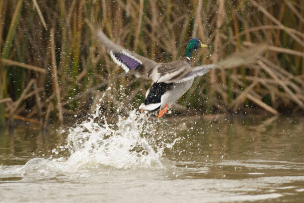 istock Duck rising of water 1025055216
