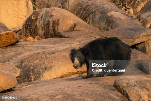 Sloth Bear In Wildlife Karnataka India Stock Photo - Download Image Now -  Sloth Bear, Animal, Animal Wildlife - iStock