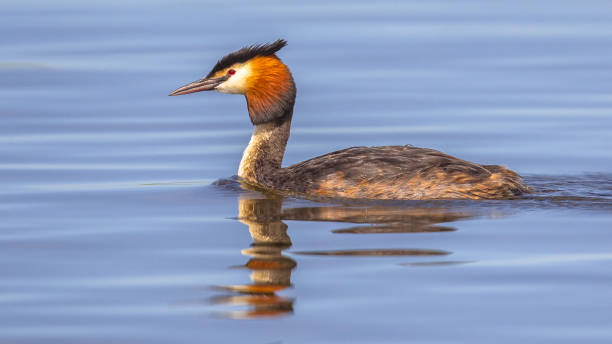 Great crested grebe swimming in blue water