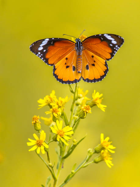 zwykły motyl tygrysa łapie światło słoneczne - globe amaranth zdjęcia i obrazy z banku zdjęć
