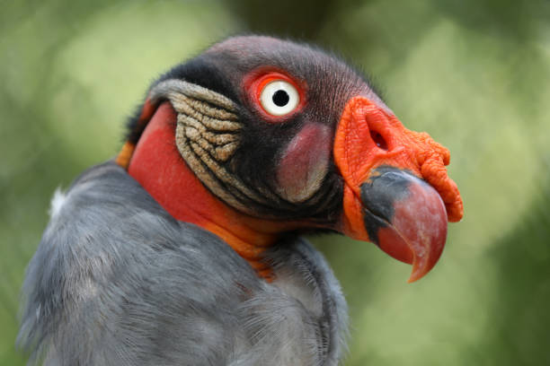 istock King vulture portrait 1025070428