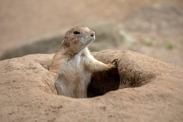 istock Prairie dog in hole 1025070988