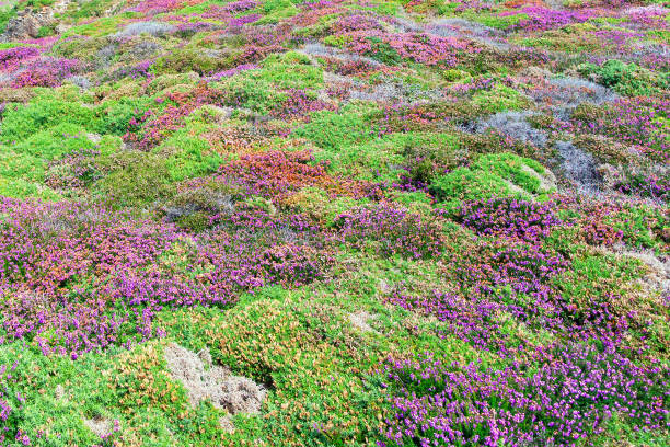 istock Glade of the blossoming heather, general view 1025071398