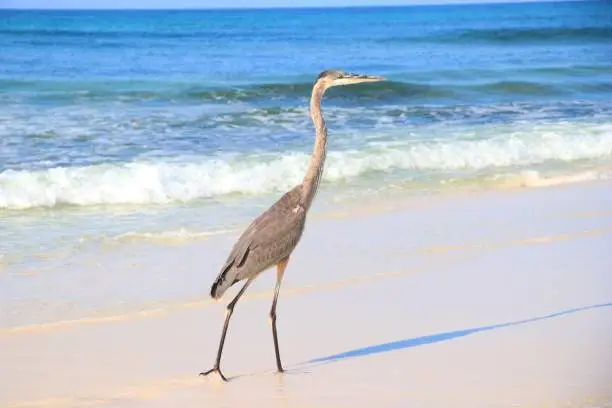 Heron walking along Florida beach