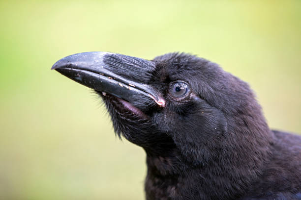 istock Raven close-up portrat 1025077606