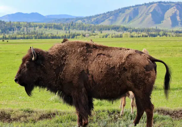 Bison in a meadow GTNP