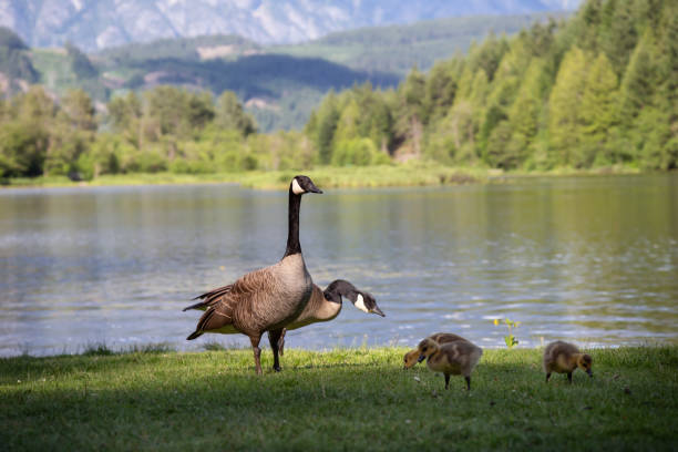 Geese in a park Family of geese during a sunny day. Taken in One Mile Lake, Pemberton, British Columbia, Canada. pemberton bc stock pictures, royalty-free photos & images