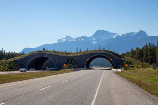 istock Animal Crossing Bridge in Banff 1025107998