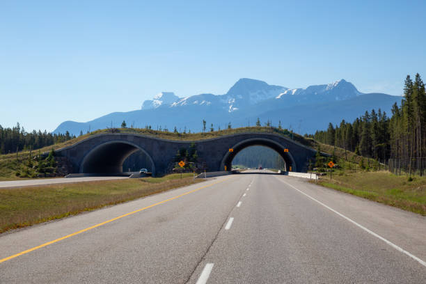 istock Animal Crossing Bridge in Banff 1025108012