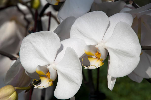 istock Flowering white moth orchid close-up 1025109292