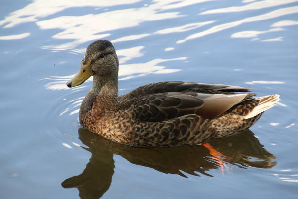 istock Duck Swimming On A Lake 1025113376