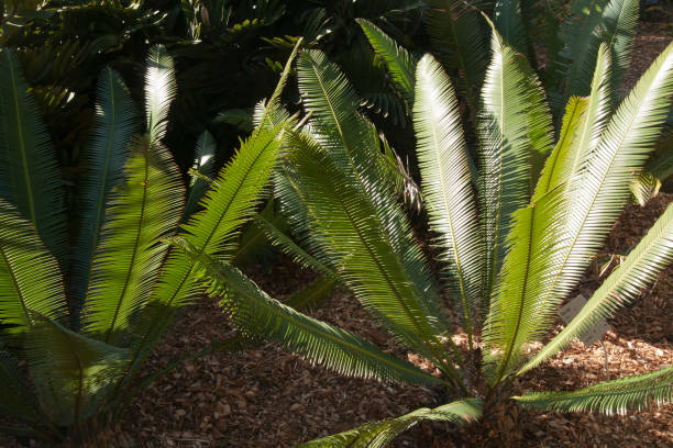 istock Sunlight on palm plant in garden 1025118284