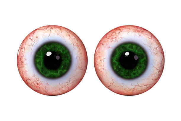 istock two realistic human eye balls with green iris, isolated on white background (3d rendering) 1025123442