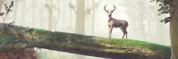istock deer standing on fallen tree bridge in beautiful foggy forest landscape 1025127482