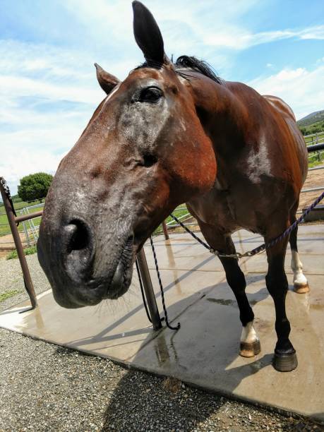 istock Horse stretching his neck 1025127732