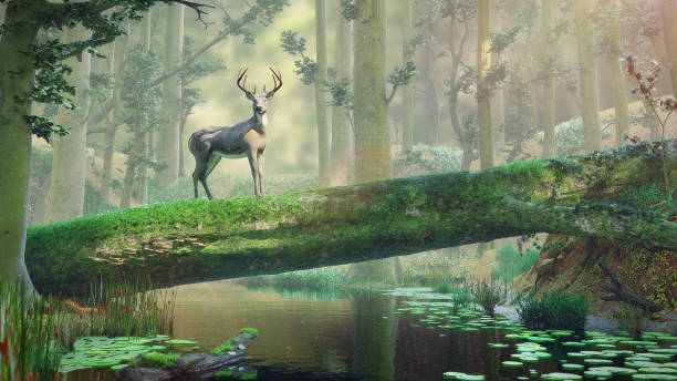 istock deer standing on fallen tree bridge in beautiful foggy forest landscape 1025128088
